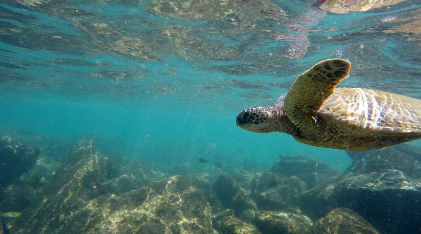 A sea turtle swimming underwater.