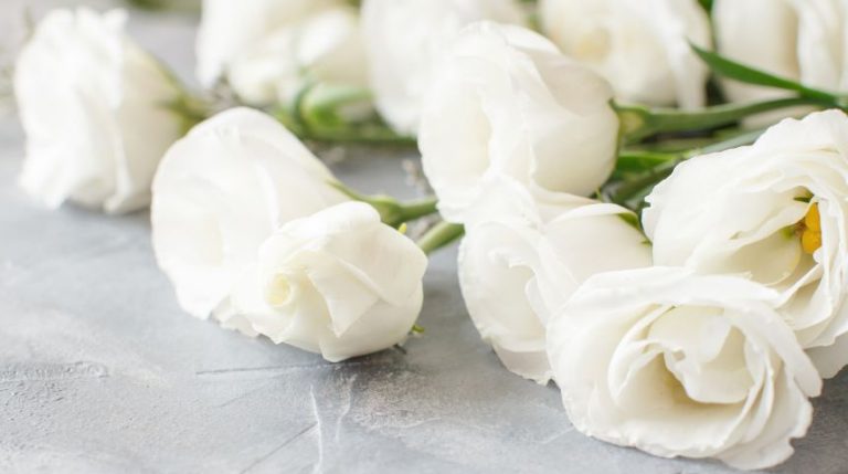 White roses