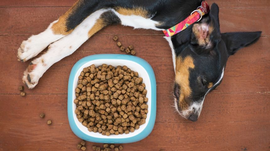 A dog laying on the floor beside a bowl of dog food.