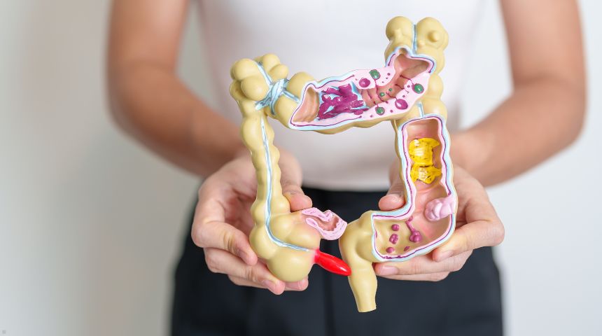 A person holding a model of the large intestine.
