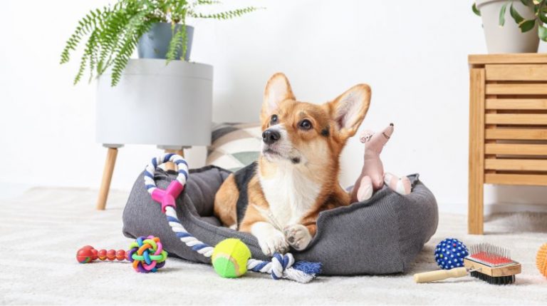 A corgi dog sitting on a pillow, surrounded by dog toys