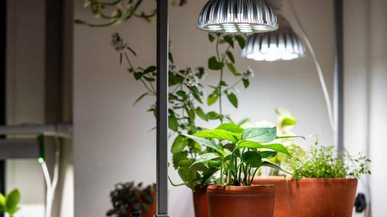 Indoor plants under grow lights